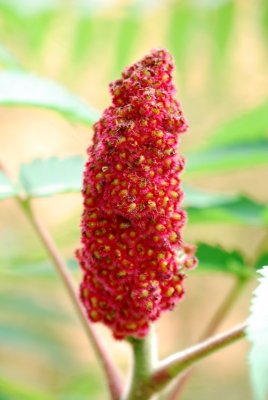 Rhus typhina 'Laciniata Dissecta' - škumpa orobincová - plodenství